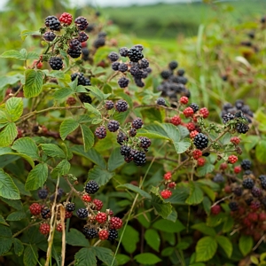 Freedom Blackberry Rubus